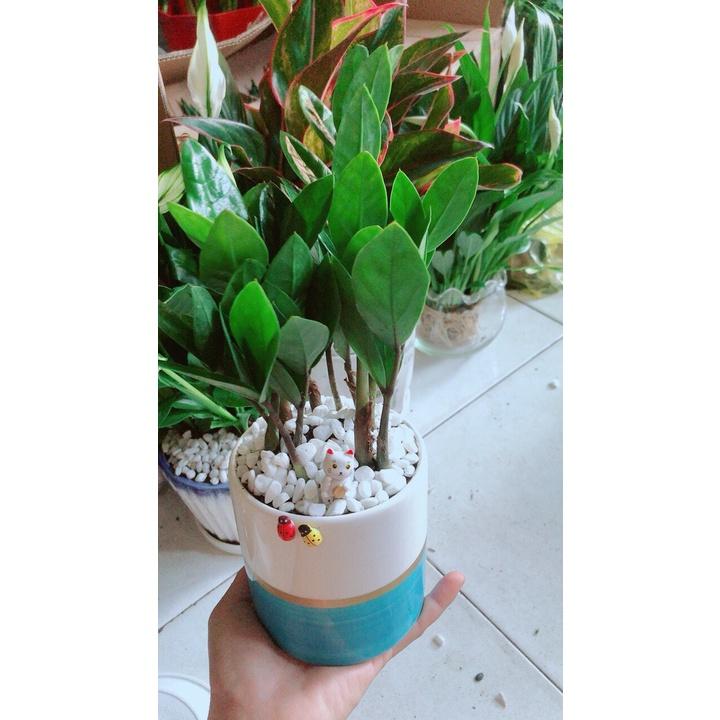 Chậu Cây Kim Tiền Thái Để Bàn