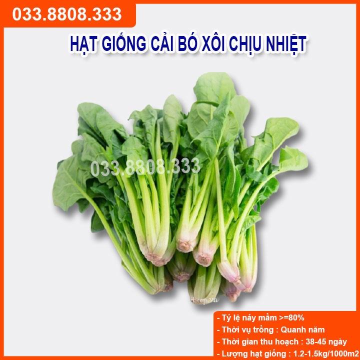 HẠT GIỐNG RAU CẢI BÓ XÔI 20G - TRỒNG RAU TẠI NHÀ