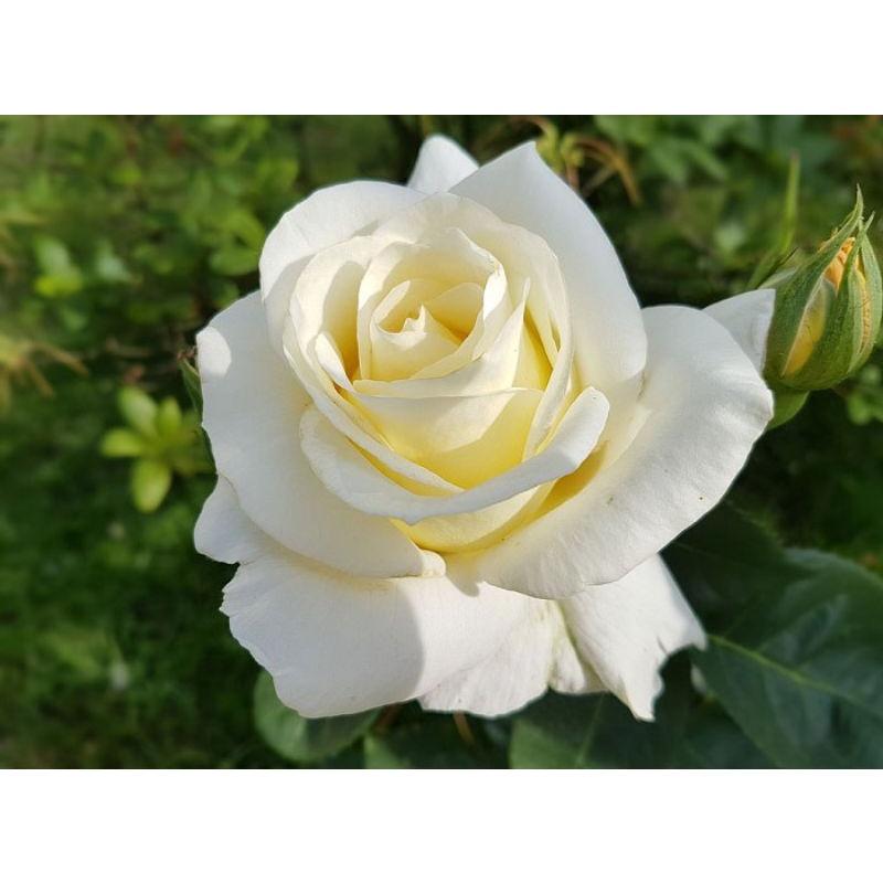 Phân bón Đầu Trâu 1kg. Chuyên dùng cho hoa cây cảnh