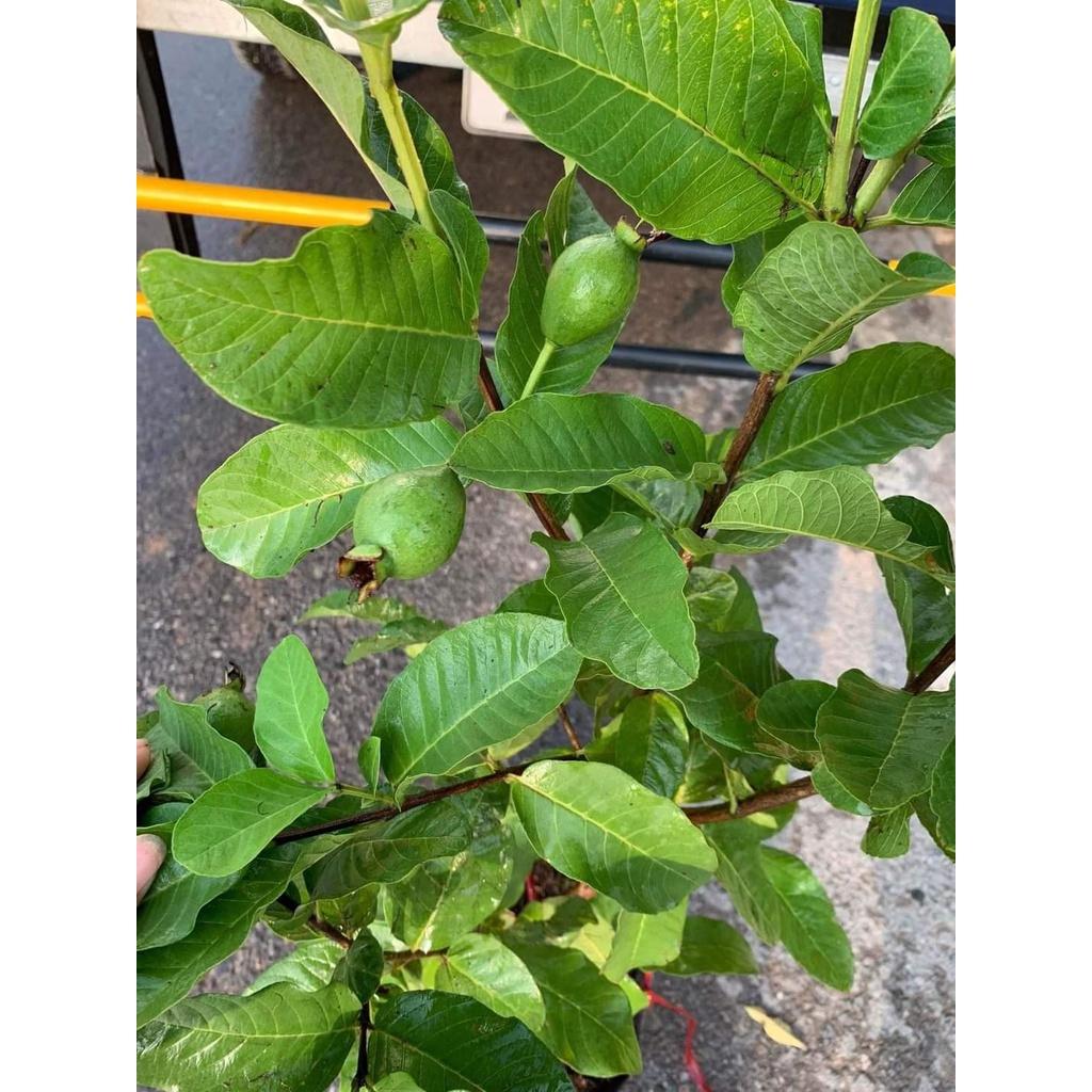Cây Giống Ổi Lê Ruột Đỏ