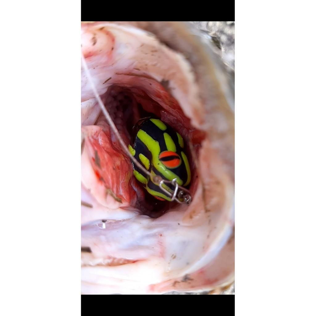 NHÁI HƠI POISON - mồi giả Thái Lan câu lure cá lóc giá rẻ siêu nhạy - 4CM/7GR VÀ 4CM-11G
