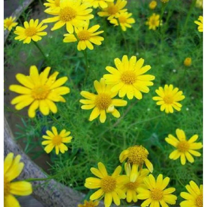 Hạt giống hoa cúc sao băng màu vàng,hạt giống chuẩn f1 -1 gói 50 hạt