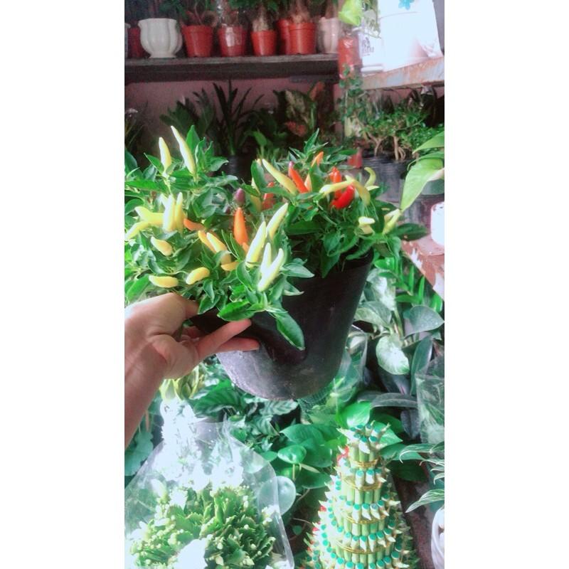 Ớt Ngũ Sắc