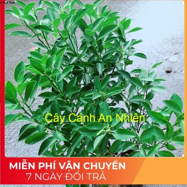 Cây Tắc Cho Sai Quả