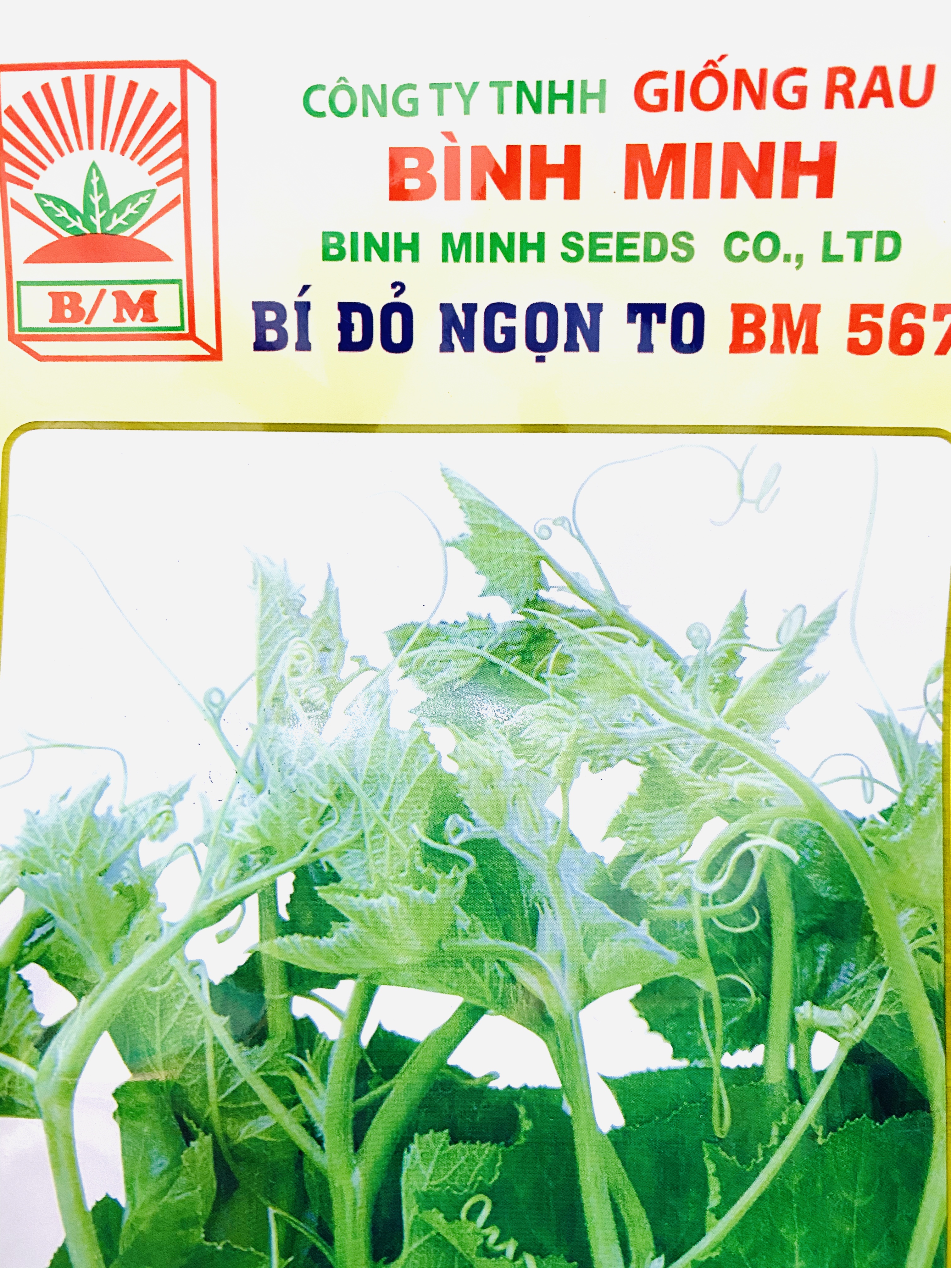 Hạt giống rau bí đỏ ngọn to BM 567