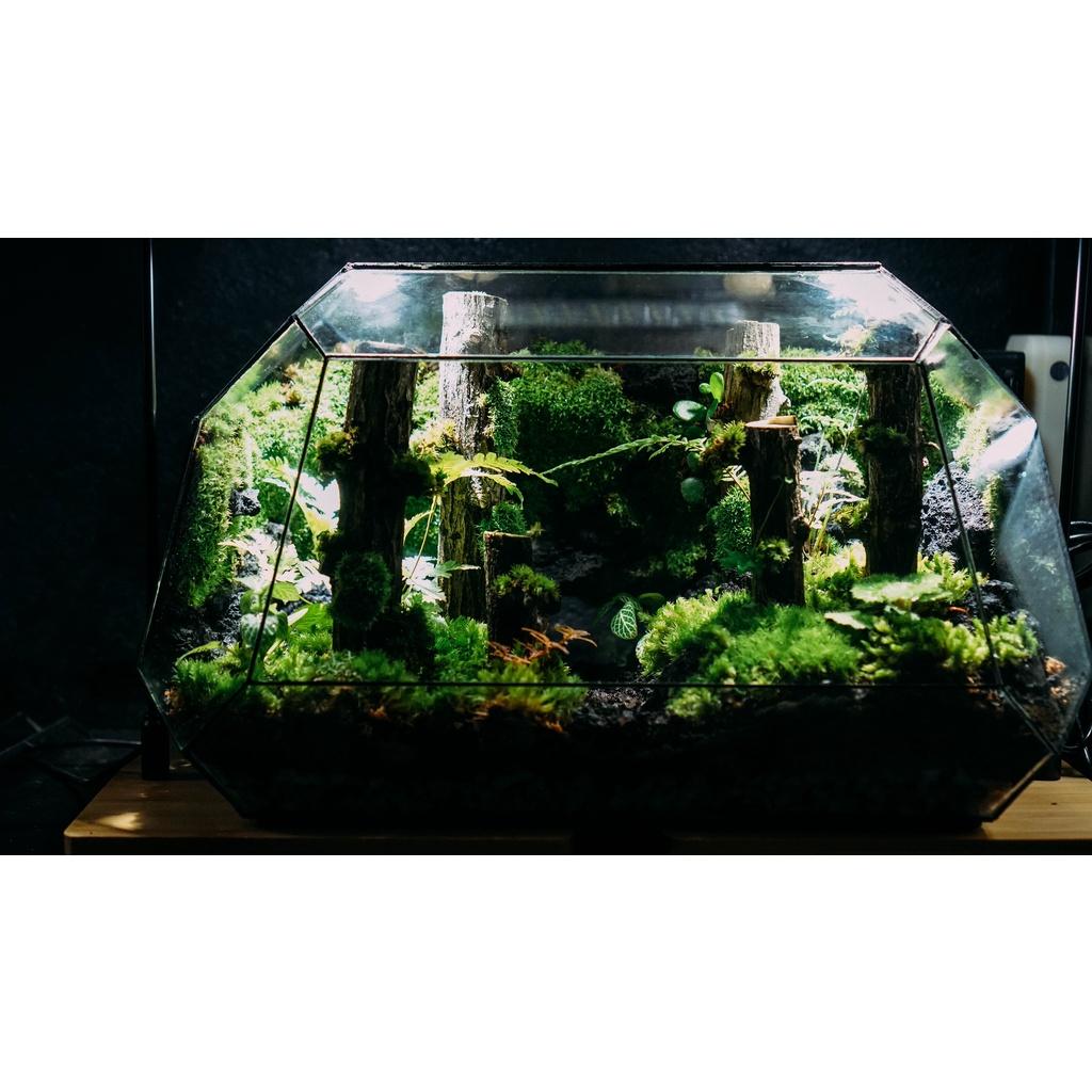 Bể Terrarium Đa Giác Setup Bán Cạn Để Bàn Làm Việc
