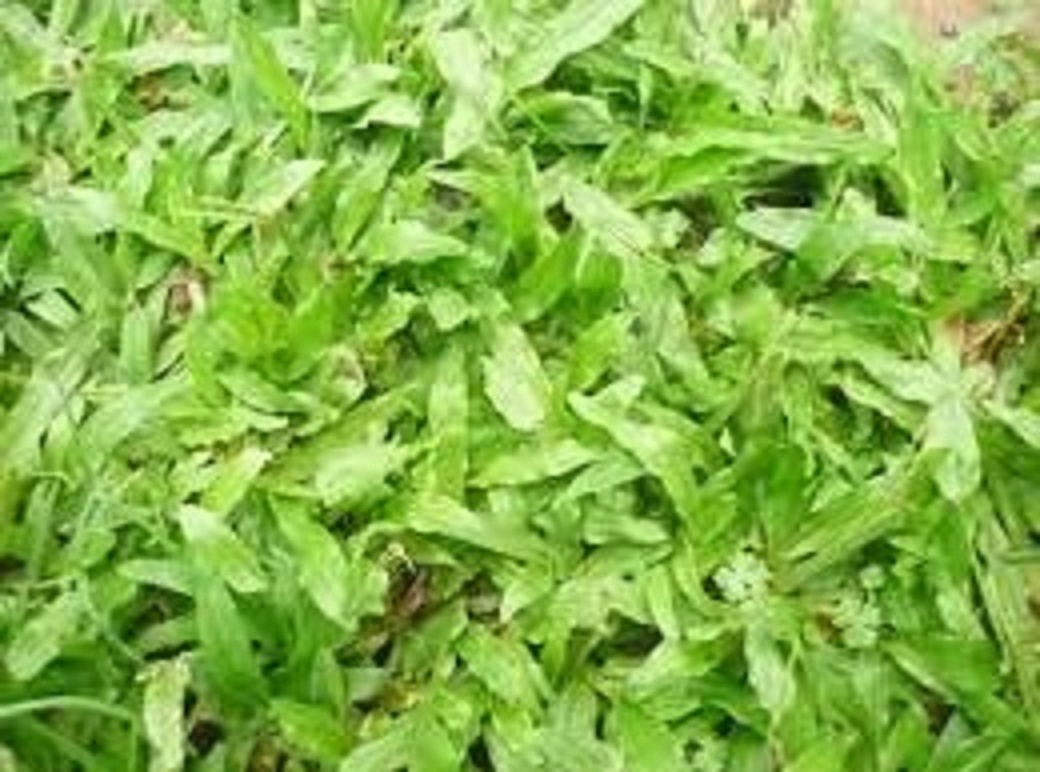 Gói 20 gram.Hạt giống cỏ lá gừng ,cỏ lá tre