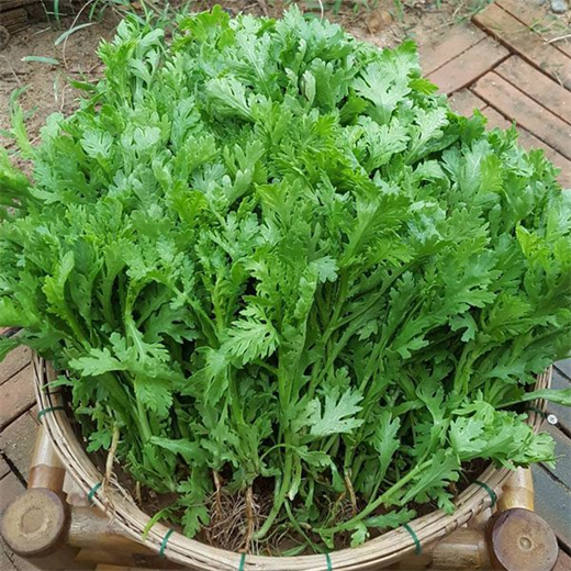 HẠT GIỐNG CÚC NẾP PHÚ NÔNG 20 GR