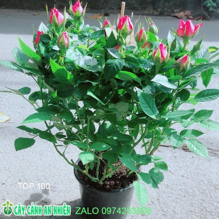 Hoa Hồng Màu Hồng