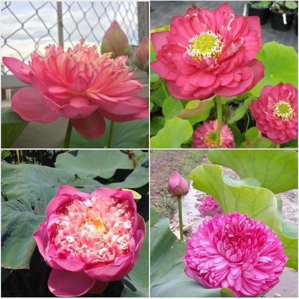 Hạt giống sen bách diệp hoa màu hồng
