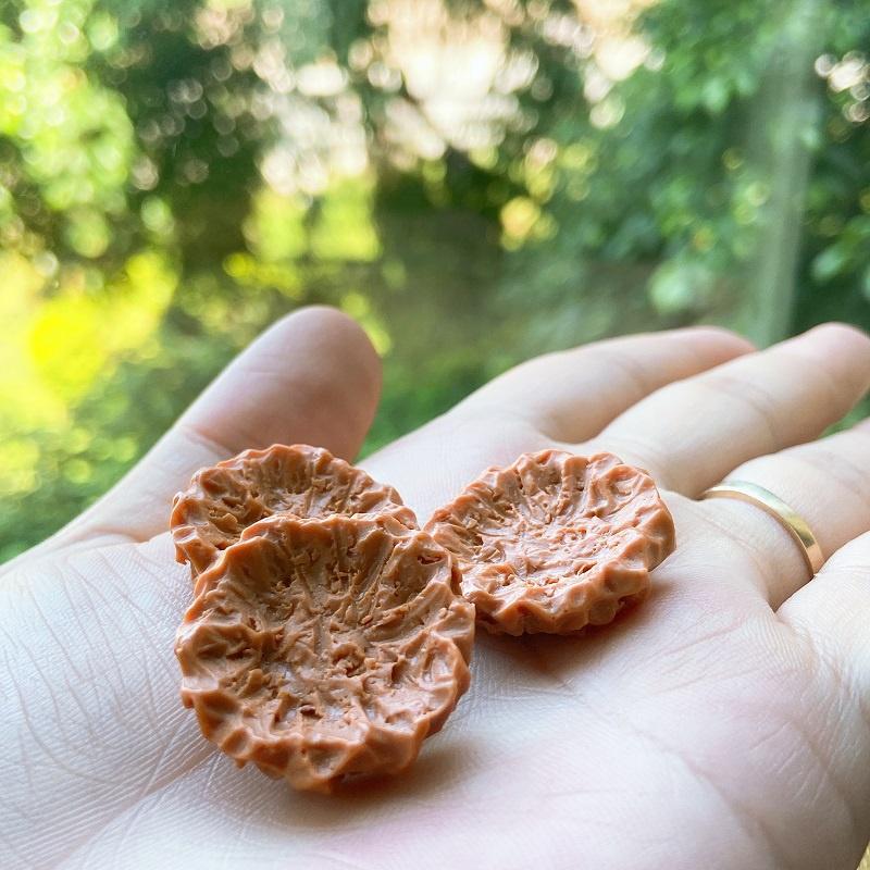 Tiểu cảnh mini ️ Gia đình gà con tiểu cảnh trang trí sen đá, sân vườn, bể cá, bể terrarium