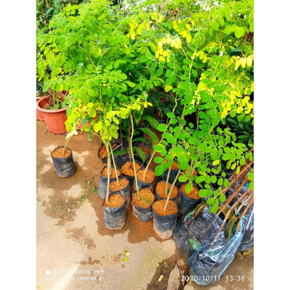 CÂY GIỐNG CHÙM NGÂY-cây choai