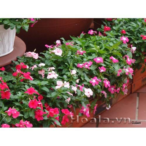 CHẬU HOA DỪA CẠN SIÊU ĐẸP - CHUẨN HÌNH