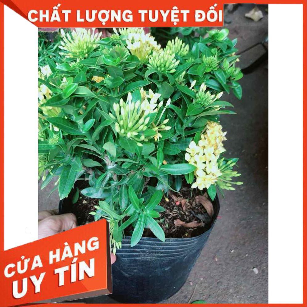 Cây trang thái Nhiều Người Mua