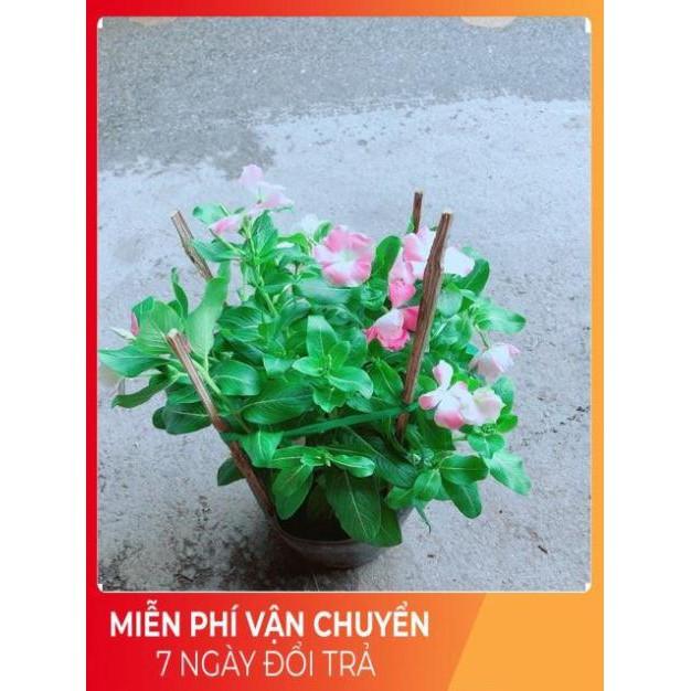 Hoa Dừa Cạn Màu Hồng