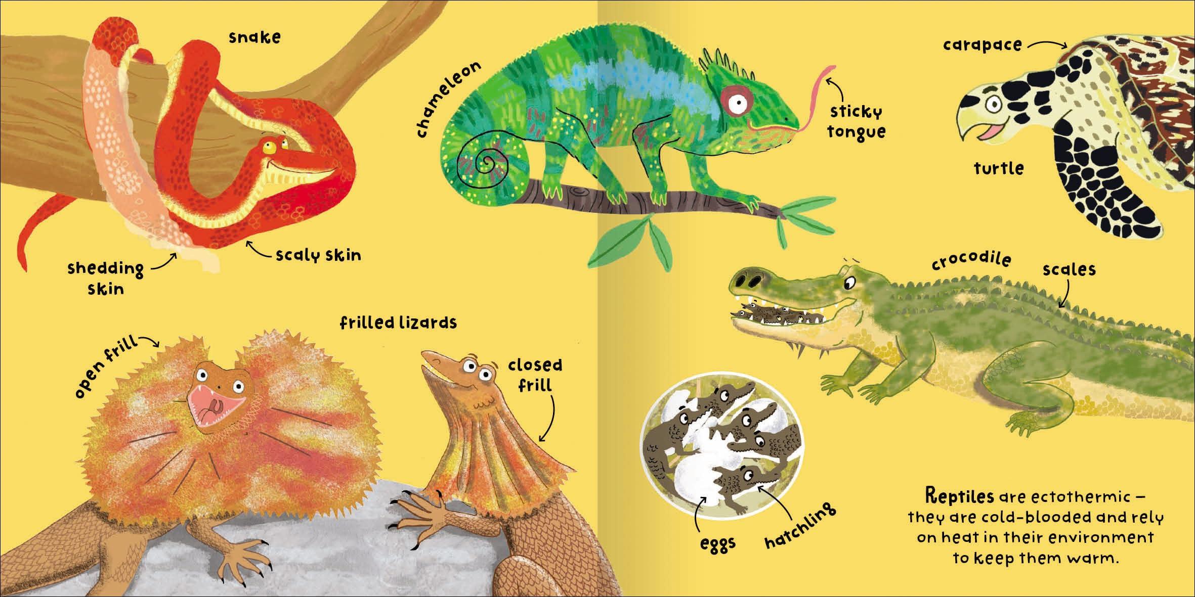 Sách ngoại văn: Big Words For Little Experts - Animals