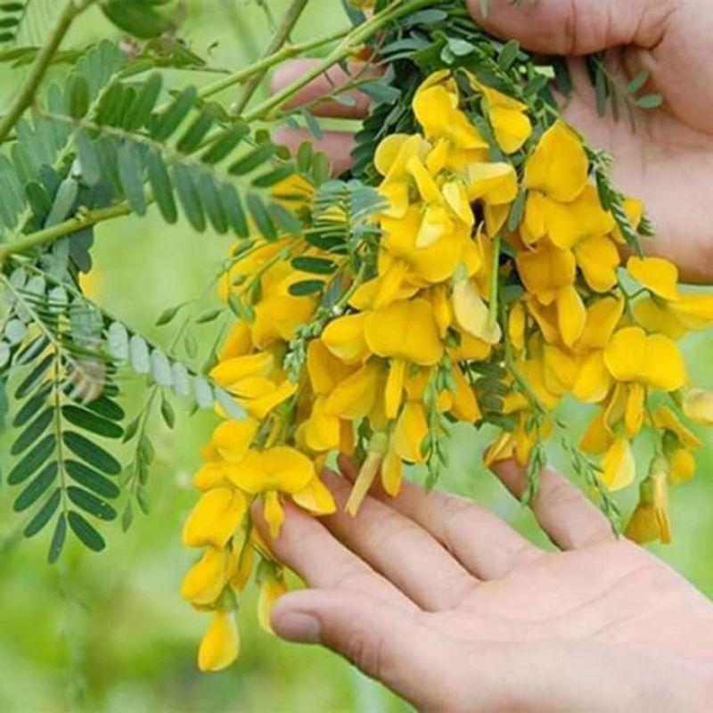 Hạt giống bông điên điển tứ quý Trang Nông gói 1g rất dễ trồng
