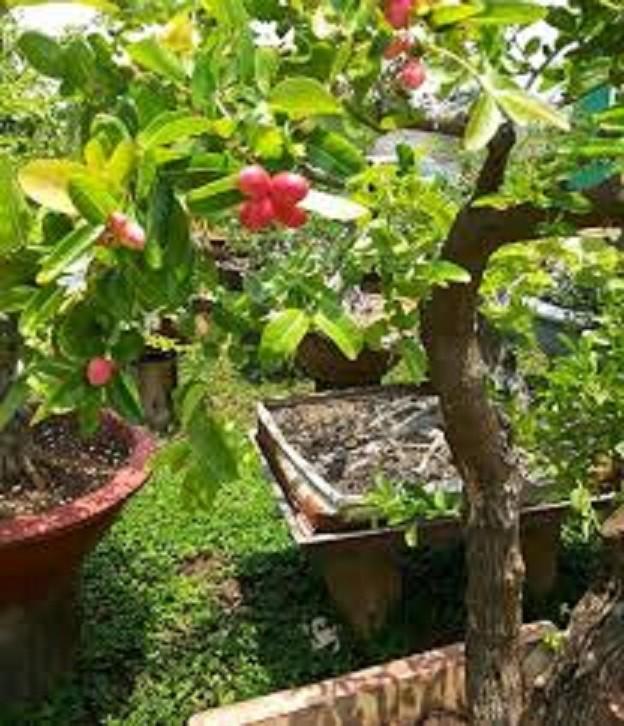 Cây giống Siro,chuẩn F1- Siro giá trị thực phẩm và dược liệu-