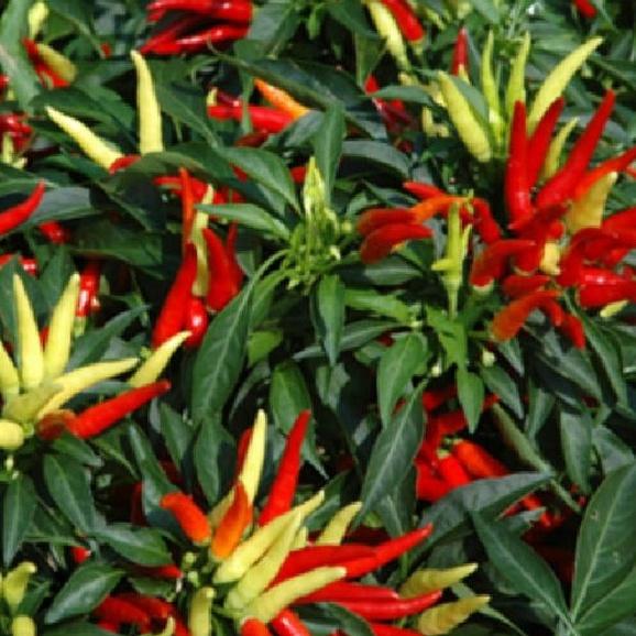 Hạt giống ớt chùm đỏ siêu cay Thái Lan-gói 0,5 gram/tặng kèm gói phân bón lót