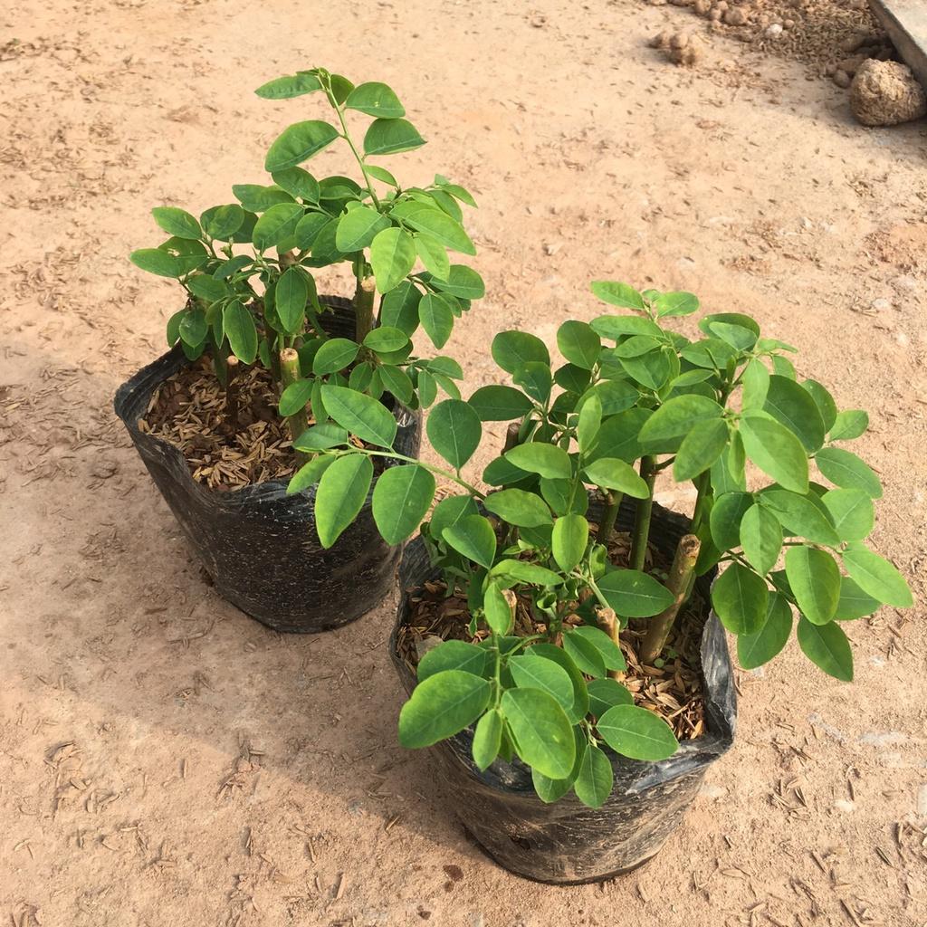 Cây Rau Ngót Sạch Trồng Sẵn Bầu Ổn Định,Nhiều Nhánh
