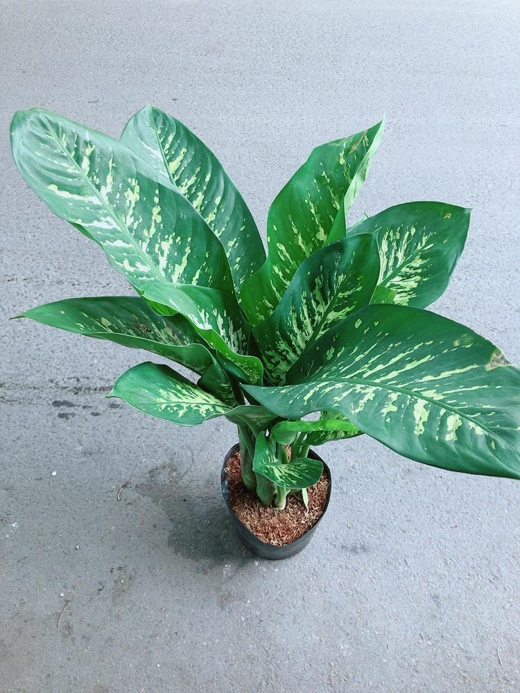 Cây Vạn Niên Thanh Size Lớn Cao 80cm Rộng 50cm