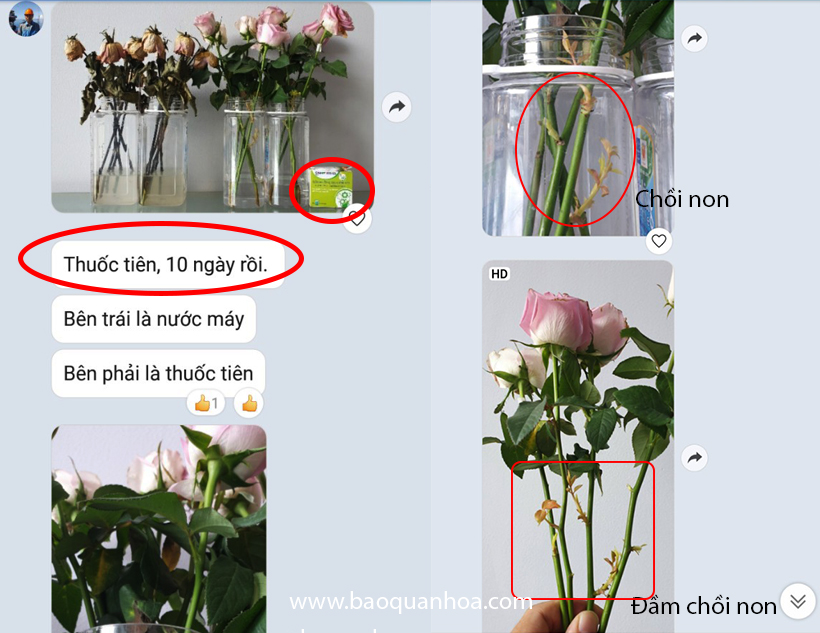 Nước cắm hoa lâu tàn dạng bột nhập khẩu Israel Food For CUT Flowers mỗi gói tạo ra 0.5L dung dịch xử lý hoa cắm bình