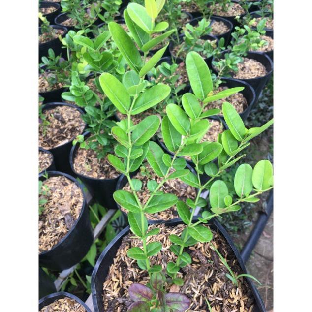 CÂY SIRÔ LÀM NƯỚC UỐNG