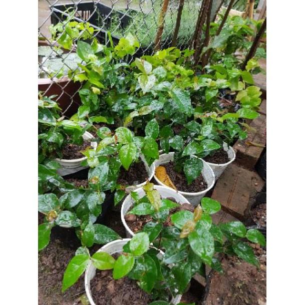 Cây cherry lùn chuẩn giống - Đơn hàng thanh toán trước tặng 1 lọ siêu kích rễ