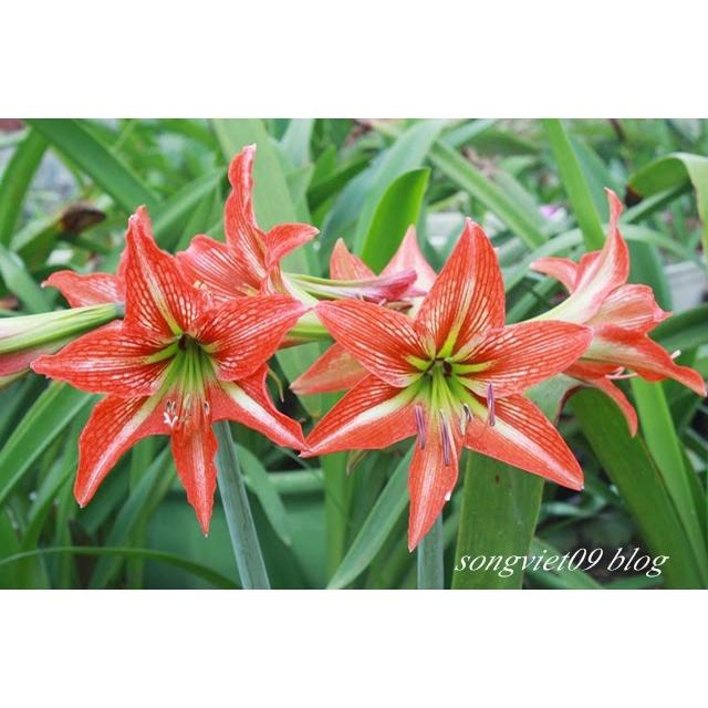 Củ hoa huệ tây 'cam thơ" đà lạt- củ size baby