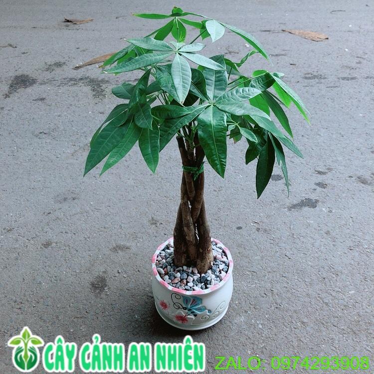 Chậu Cây Kim Ngân Thắt Bính 5 Thân