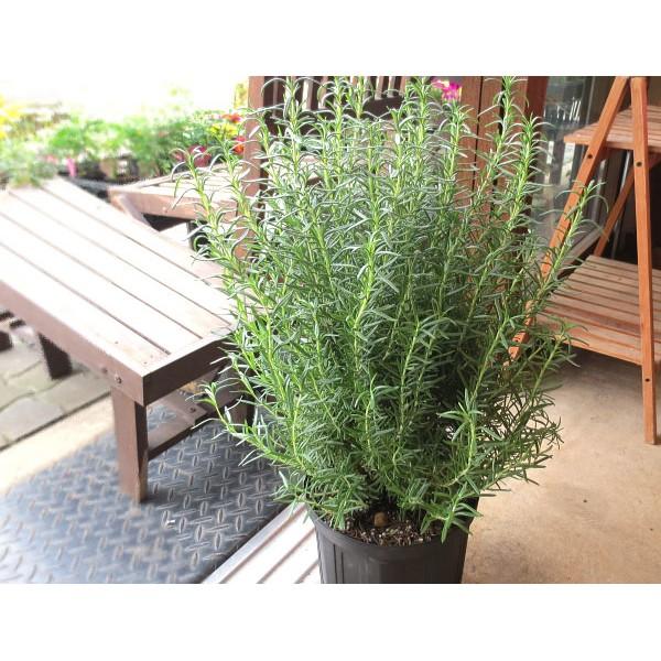 Hạt giống hoa Hương thảo dễ trồng Rosemary seeds