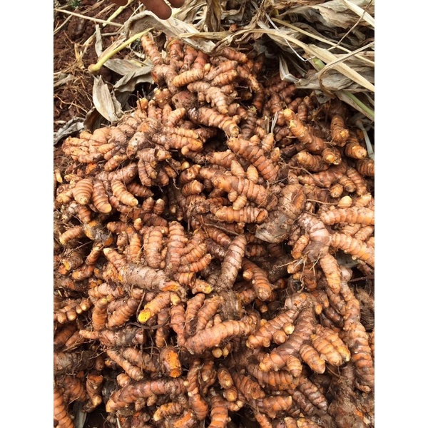 Củ Nghệ Vàng Tươi 1kg