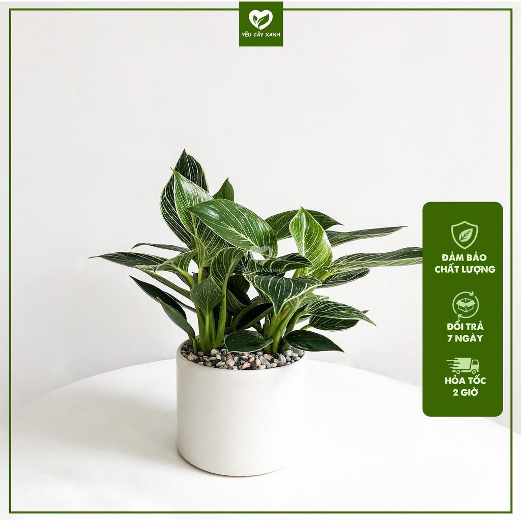 Trầu Bà Hoàng Kim để bàn - Trầu Bà Đế Vương Sọc