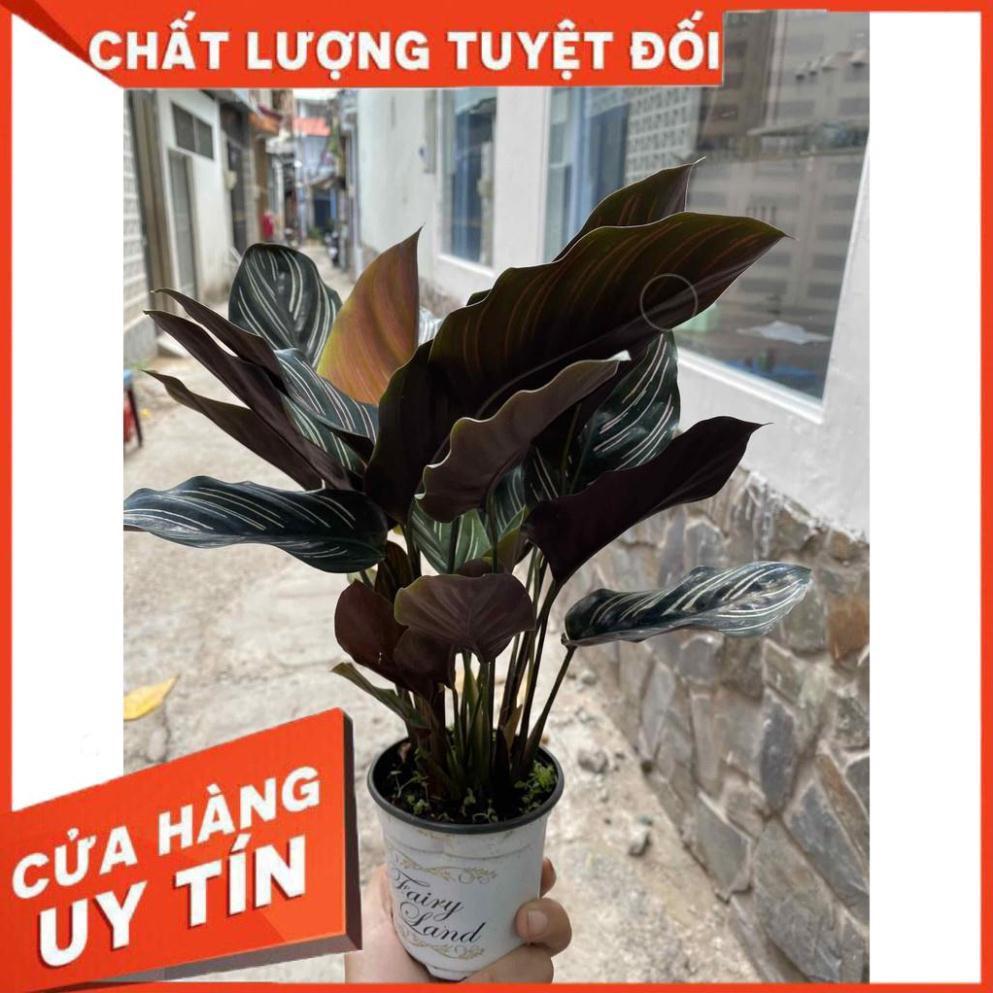 Đuôi công tím Nhiều Người Mua