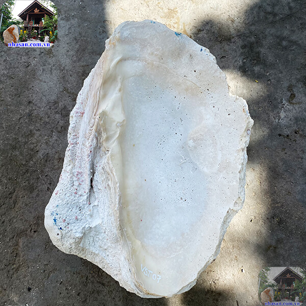 Vỏ sò tai tượng thô - 13.5kg  - VST07