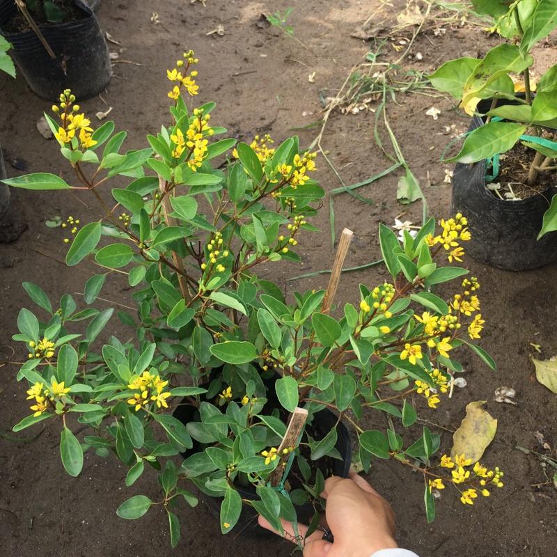 Cây kim đồng trồng bịch đen cao 25-30cm cây đã có hoa và nụ