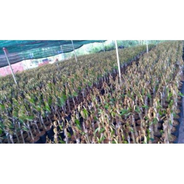 Cây Giống Sầu Riêng MusangKing D197 Malaysia