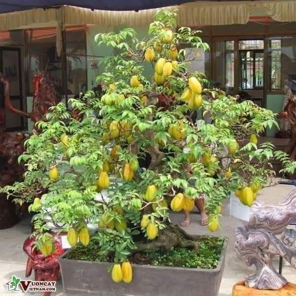 Cây giống khế ngọt