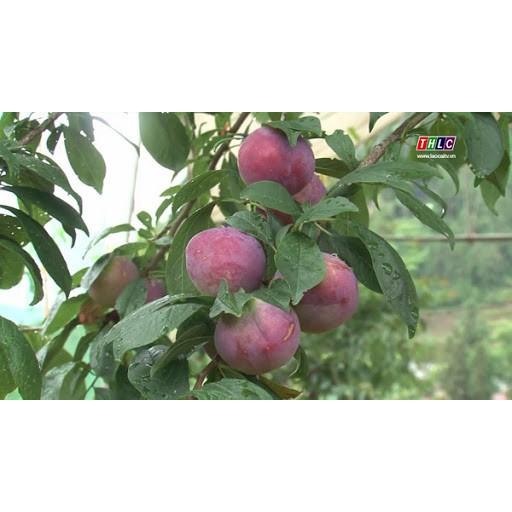 Cây giống mận hậu- mận tam hoa
