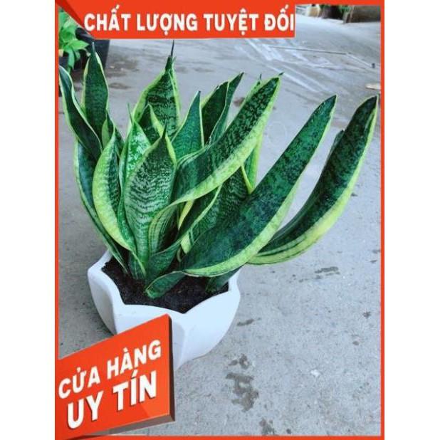 Chậu Lưỡi Hổ Size Lớn