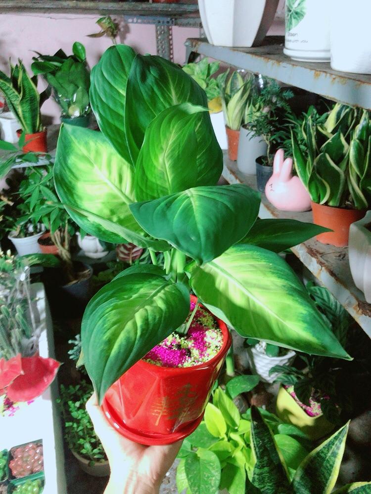 Chậu Cây Vạn Niên Thanh