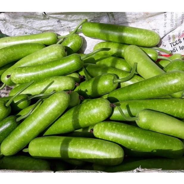 Hạt giống Bầu sao F1