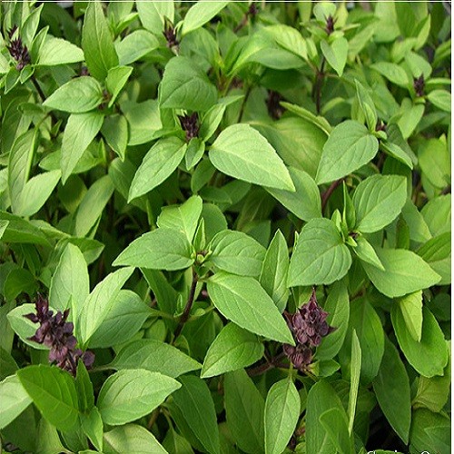 Shop Midori_Hạt giống rau húng quế lá to