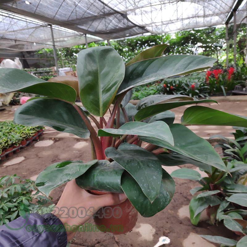 CHẬU CÂY TRẦU BÀ ĐẾ VƯƠNG TÍM- cây nhỏ