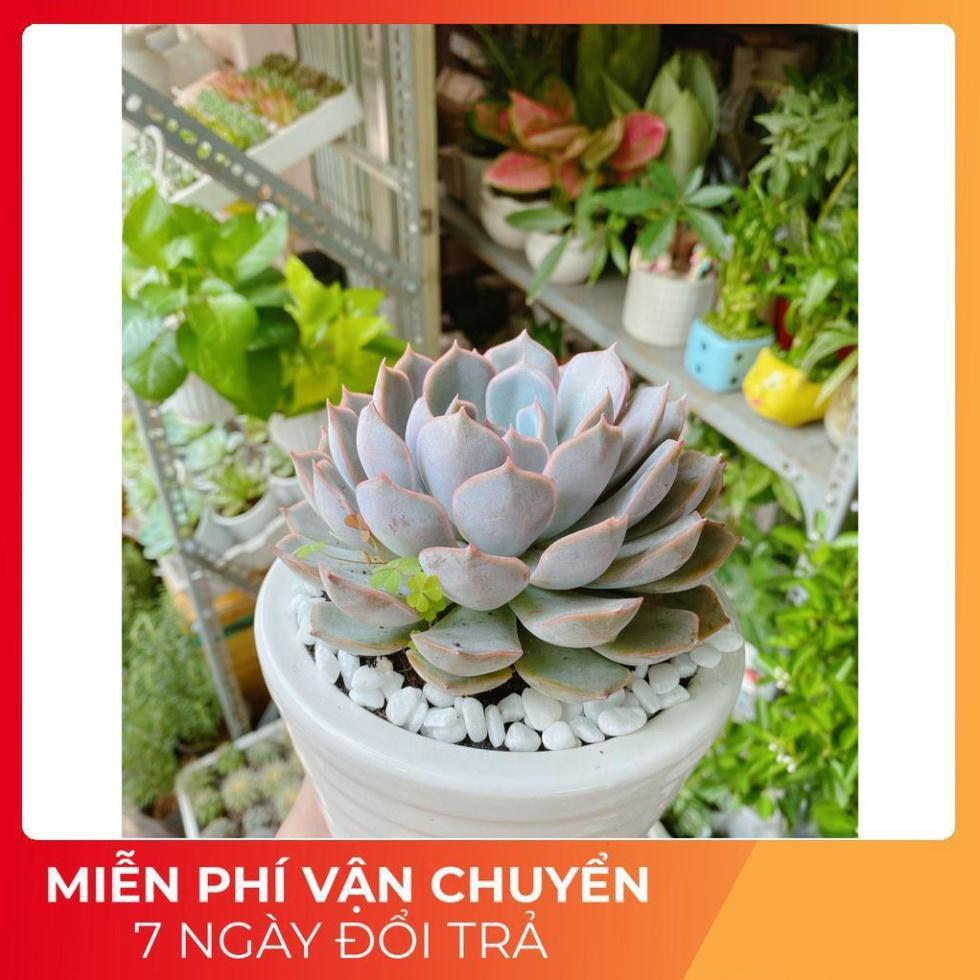 Chậu Sen Đá Tím Cánh Cứng Size Đại