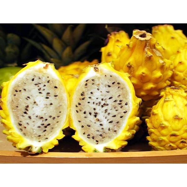 Cây giống Thanh Long Vỏ Vàng