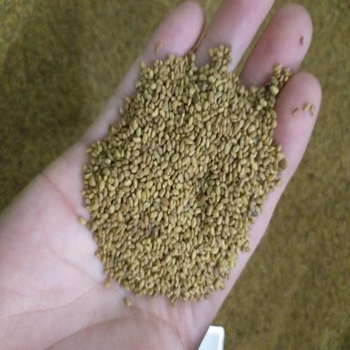 Hạt giống cỏ chăn nuôi ALFALFA 100g