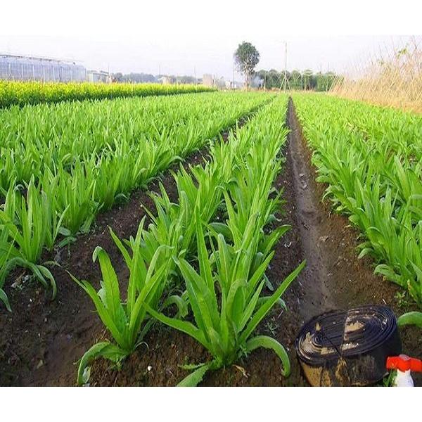 Hạt giống Diếp Thơm - Thơm ngon, giàu dinh dưỡng