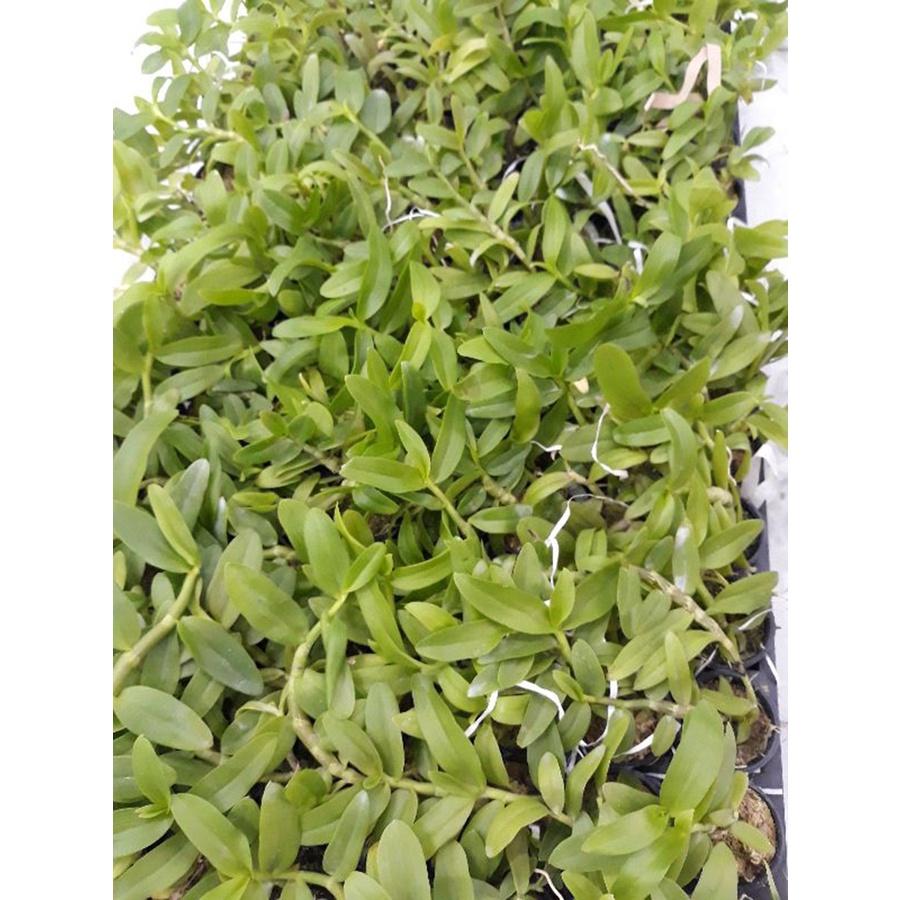 Phong lan phi điệp 5ct phú thọ