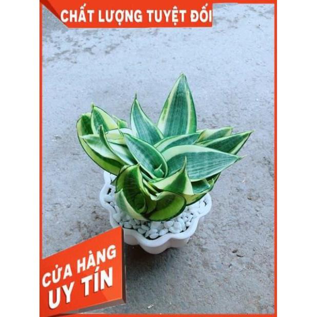 Chậu Lưỡi Hồ Thái Vàng